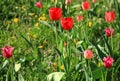 Colorful red tulips Tulipa L in blossom between the grass in city garden Royalty Free Stock Photo