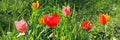 Colorful red tulips Tulipa L in blossom between the grass in city garden Royalty Free Stock Photo