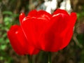 Colorful red tulips Tulipa L in blossom and sun backlights