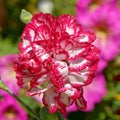 Colorful red white carnation flower in the garden Royalty Free Stock Photo