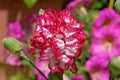 Colorful red white carnation flower in the garden Royalty Free Stock Photo