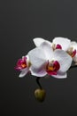 Colorful red and white moth orchid flowers Royalty Free Stock Photo