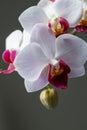 Colorful red and white moth orchid flowers Royalty Free Stock Photo