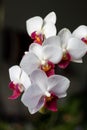 Colorful red and white moth orchid flowers Royalty Free Stock Photo