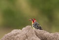 A colorful Red and yellow Barbet on a termite mound Royalty Free Stock Photo