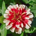 Colorful red yellow dahlia flower closeup in the garden Royalty Free Stock Photo