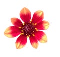 Isolated red and yellow Dahlia Mignon