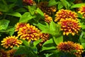 Chose up of bright and cheerful marigolds Royalty Free Stock Photo