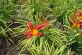 Colorful red and yellow flowers of daylilies Royalty Free Stock Photo