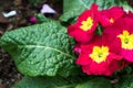 Colorful red yellow flowers with green leaves in ornamental garden. bright day light. beautiful natural blooming primula acaulis