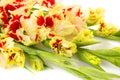 Colorful red and yellow gladiolus horizontal Royalty Free Stock Photo