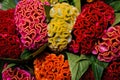 Colorful red yellow orange celosia flower