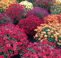 Colorful Red, Yellow, Orange, Purple Mums Chrysanthemum for Fall Royalty Free Stock Photo