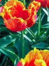 Colorful red and yellow parrot tulip Royalty Free Stock Photo