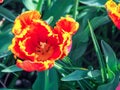 Colorful red and yellow parrot tulip Royalty Free Stock Photo