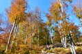 Colorful red and yellow temperate, deciduous, broadleaf forest