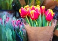 Colorful Red Yellow Tulips Bunch in the Garden or in the Market Royalty Free Stock Photo