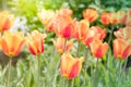 Colorful red and yellow tulips