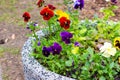 Colorful red, yellow and violet Pansies (Viola tricolor var. hortensis) flowers on the flowerbed in the garden Royalty Free Stock Photo