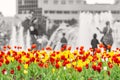 Colorful, red, yellow and white tulips grow in a flower bed in a city park Royalty Free Stock Photo