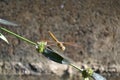 Redbrown dragonfly on grass