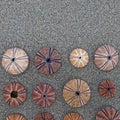 Colorful reddish sea shells with wet sand top view close up