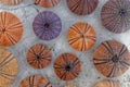 Colorful sea urchins collection on wet white marble, top view closeup