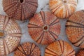 Colorful reddish sea urchins collection on wet white marble, top view closeup.