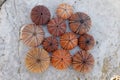 Colorful reddish sea urchins collection on wet white marble, top view closeup. Royalty Free Stock Photo