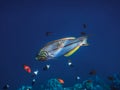 colorful redsea junker fish in the blue se Royalty Free Stock Photo