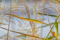 Colorful reeds