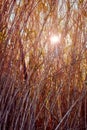 Colorful reeds in the field baclklit by the sun Royalty Free Stock Photo