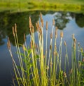 Colorful reeds near pond