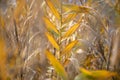 Colorful reeds