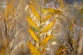 Colorful reeds