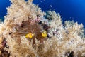 Colorful reef with anemone fish couple