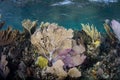 Colorful Reef in Caribbean Sea Royalty Free Stock Photo