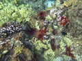 Colorful reef with Green Coral and Red Urchins Royalty Free Stock Photo