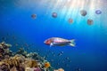 Colorful reef and Moon Jellyfish Swim Underwater Royalty Free Stock Photo
