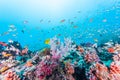 Colorful reef Royalty Free Stock Photo