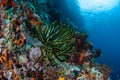 Colorful Reef Slope in Raja Ampat, Indonesia