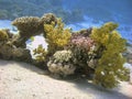 Colorful Reef with Soft Corals Underwater. Royalty Free Stock Photo