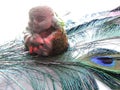 colorful reflections on Buddha, sitting among peacock feathers