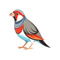 Colorful Representation of Beautiful Firetail Royalty Free Stock Photo