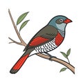 Colorful Representation of Beautiful Firetail Royalty Free Stock Photo