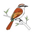 Colorful Representation of Brown-crowned Tchagra Royalty Free Stock Photo
