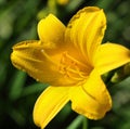 Bright yellow flower Daylily.