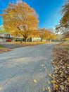 Colorful residential street bright fall foliage, row of two-story houses, large pile maple leaves yellow ready for curbside leaf