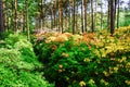 Colorful Rhododendron blossoms