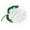 Colorful Rhododendron branch flowers mountain shrub on a white background vintage vector illustration editable Royalty Free Stock Photo